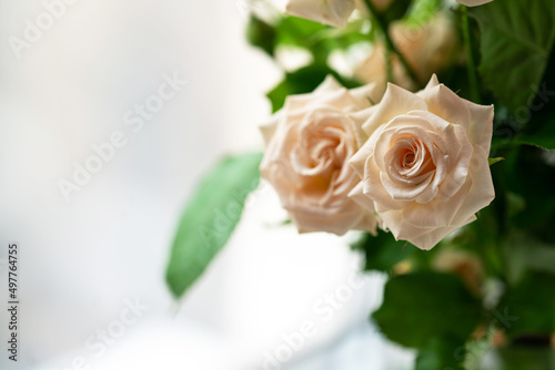 two delicate coral roses and green leaves on a light background