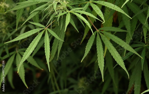 Cannabis plant up close