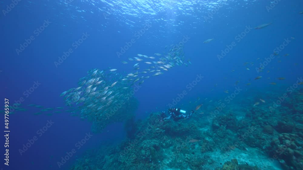 Seascape with Bait Ball, School of Fish, Mackerel fish in the coral reef of the Caribbean Sea, Curacao Seascape with Bait Ball, School of Fish, Mackerel fish in the coral reef of the Caribbean Sea, Curacao