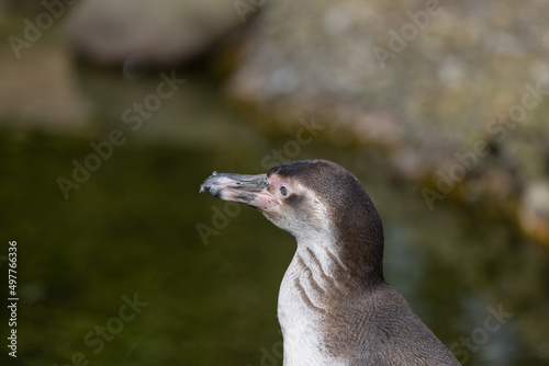 A great close-up of a Humboldt penguin, also known as Spheniscus humboldti. The penguin observes its surroundings and grooms itself. © Philip