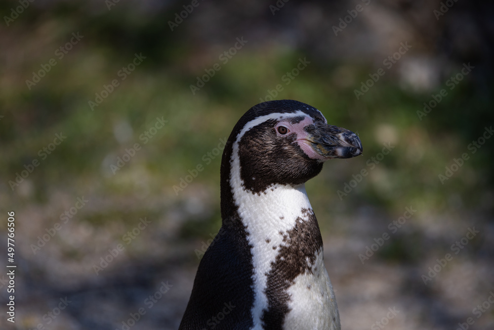Obraz premium A great close-up of a humboldt penguin, also known as Spheniscus humboldti. The penguin observes its surroundings and grooms itself.
