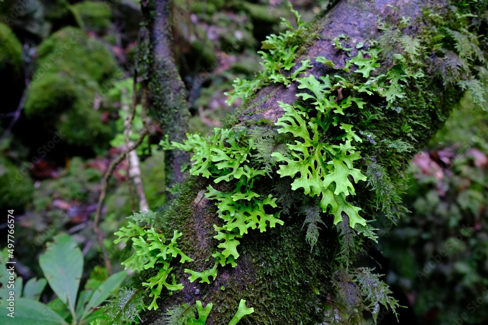 Obraz premium Close up of trunk with beautiful green lichen Lobaria, met on Madeira, Portugal