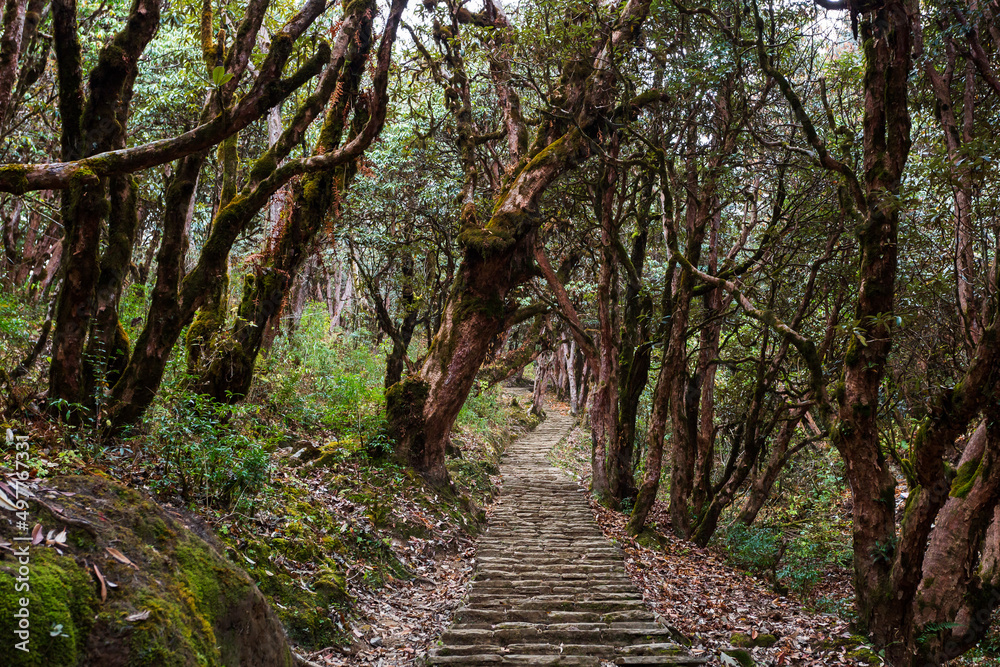 Stone footpath in fantastic green tropical jungle. Rainforest in Nepal, Himalaya Stone footpath in fantastic green tropical jungle. Rainforest in Nepal, Himalaya