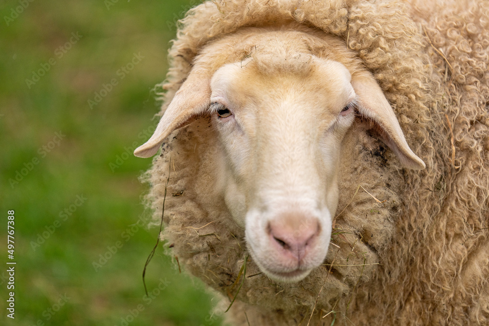 Schaf blickt direkt in die Kamera Schaf blickt direkt in die Kamera