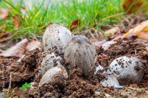 Closeup di funghi che spuntano dal terreno