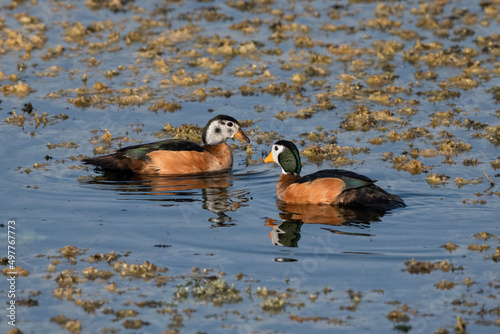 African pygmy-goose swimming in the boteti river
