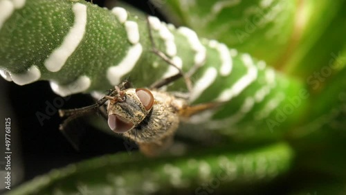 Gray winged fly insect sits on an evergreen succulent plant. Insect with wings on aloe leaves on isolated black background. Flora and fauna of nature on wallpaper. Slow motion ready 59.97fps. photo
