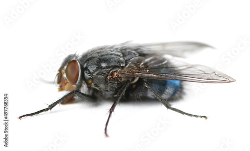 Fly insect isolated on white, side view 