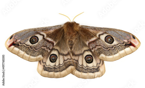 Silkmoth Emperor Moth (Saturnia pavonia) isolated on white  