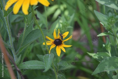 Flower with Bee