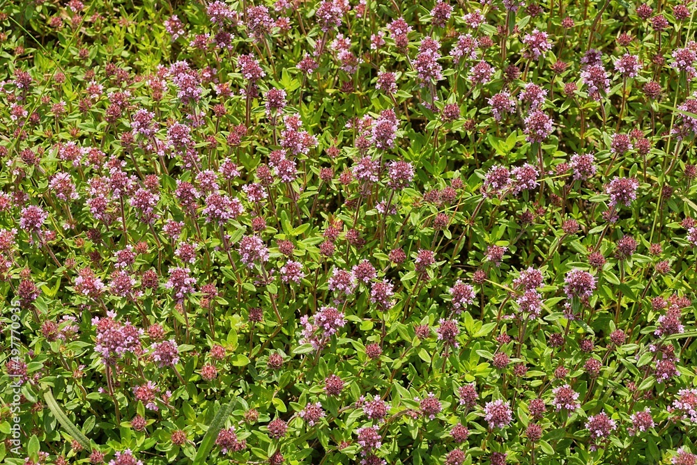 natural plant texture of many small lilac wild flowers in green vegetation in nature