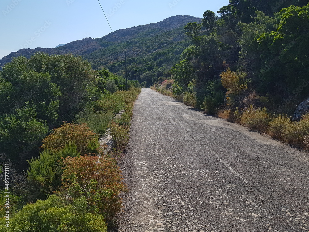 Korsika Strasse durch Wald