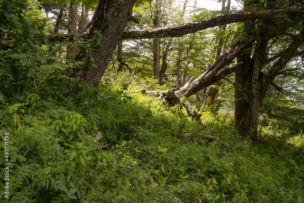 Forest background. View of the trees and lush vegetation in the mountain wood. Forest background. View of the trees and lush vegetation in the mountain wood.