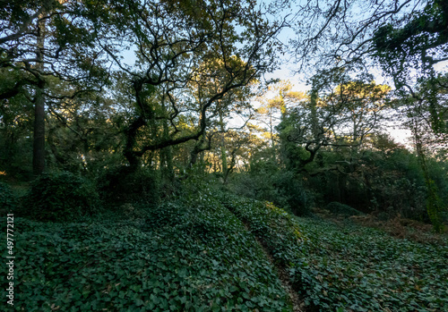 Natural forest with green lush trees with beautiful bright sun rays, Sintra, Portugal, Europe