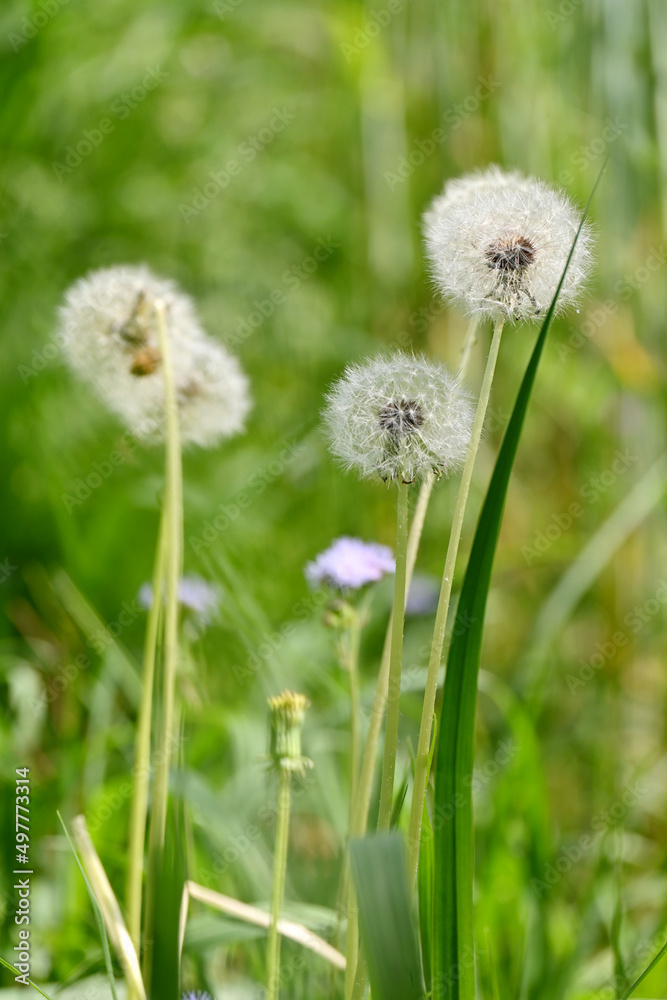 closeup the bunch green white wild flower grass plant soft focus natural green brown background. closeup the bunch green white wild flower grass plant soft focus natural green brown background.