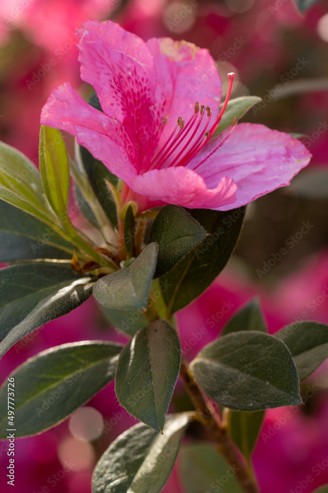 Vertical Pink Azalea Flower In Garden