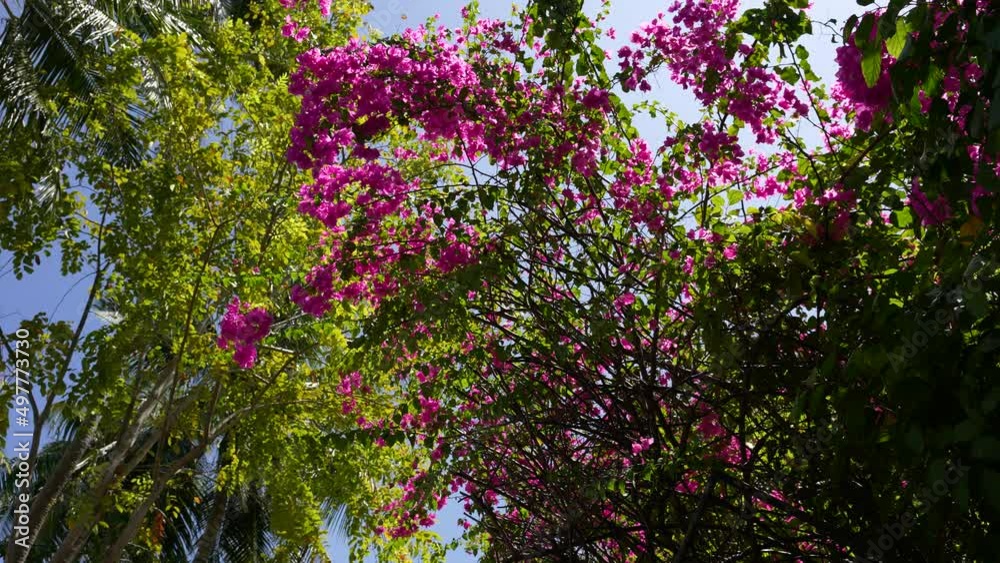 Maldives tropical Flowers bugenvillii. 4k footage