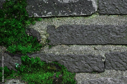 Green wet moss on Beton wall outside  natural background 