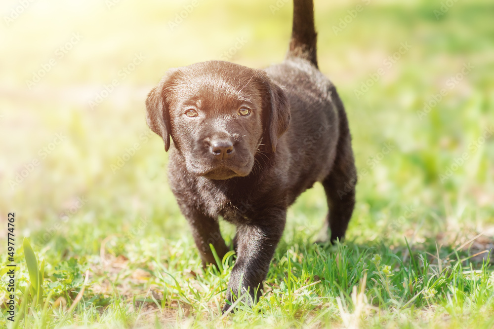 Little dog on the green grass. Labrador retriever puppy. Little dog on the green grass. Labrador retriever puppy.