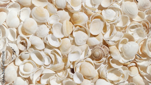 Underwater sea shell texture | Background shot for beauty products with sea minerals or sun care cosmetics