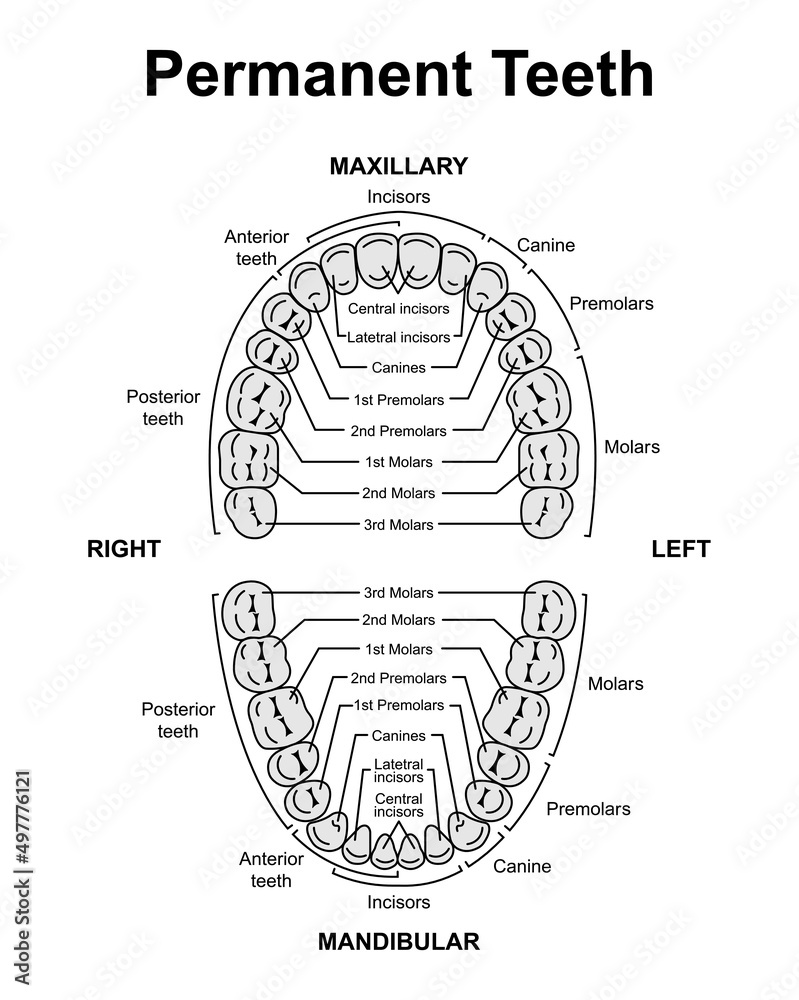 Scientific Designing of Human Permanent Teeth. Dental Jaw And Tooth