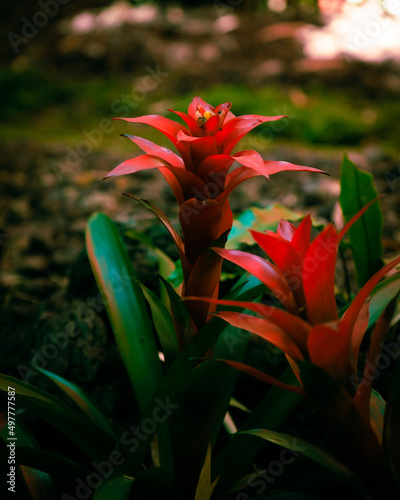 Fotografija bromeliad flower