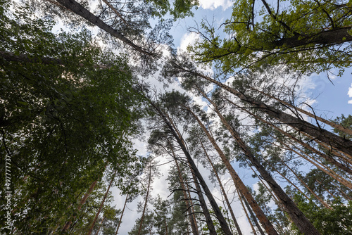 High crowns of trees in the forest against the sky