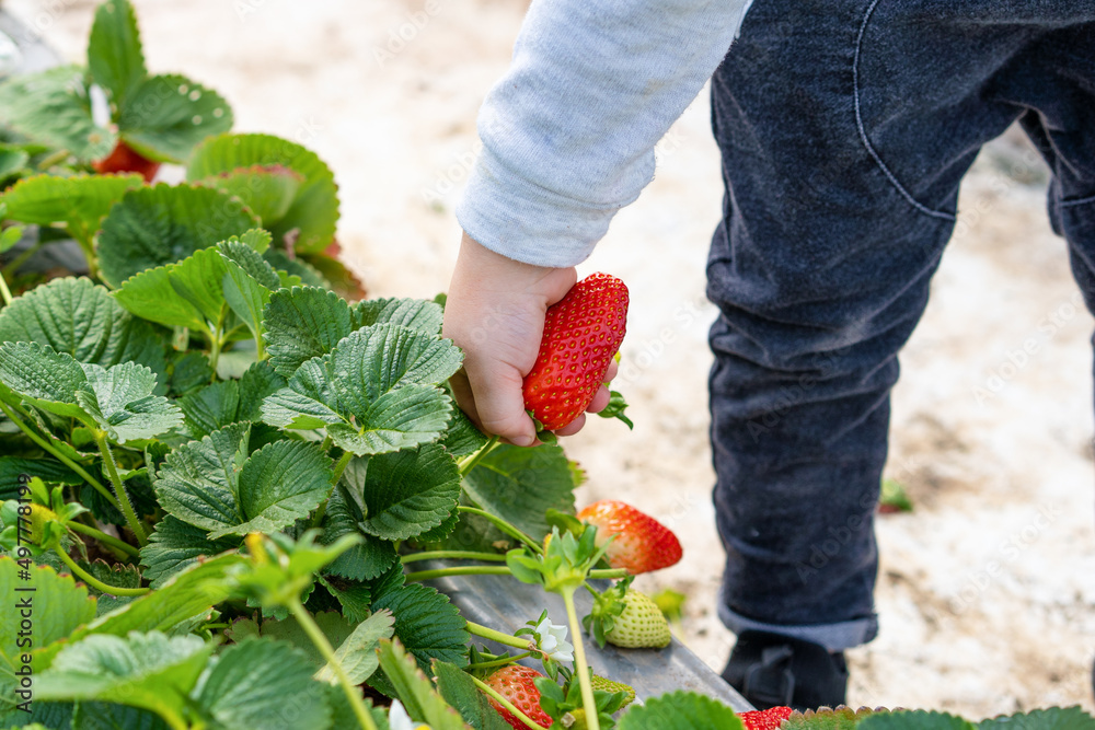 Fototapeta premium Series of images of family picking their own strawberries. Speaks to healthy lifestyle and increasing interest in eating locally grown produce and community supported agriculture shares.