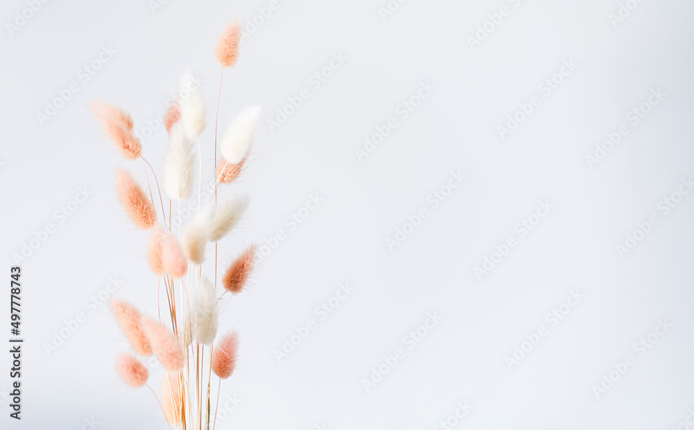 Dry fluffy bunny tails grass on neutral light background. Tan pom pom plant herbs. Abstract Floral card. Poster with copy space for text. Selective blurred focus.