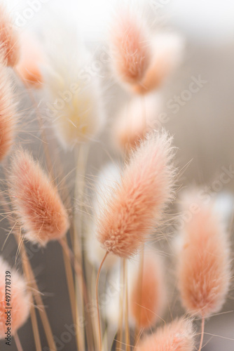 Dry fluffy bunny tails grass on neutral beige background. Tan pom pom plant herbs. Abstract Floral card. Poster. Selective blurred focus.