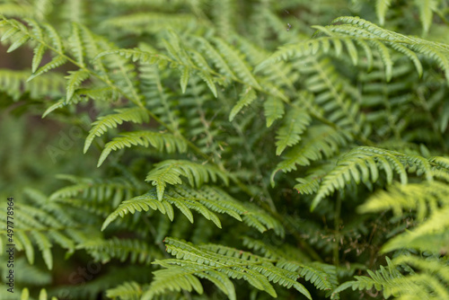 Fern leaves in the summer forest. Close-up view.
