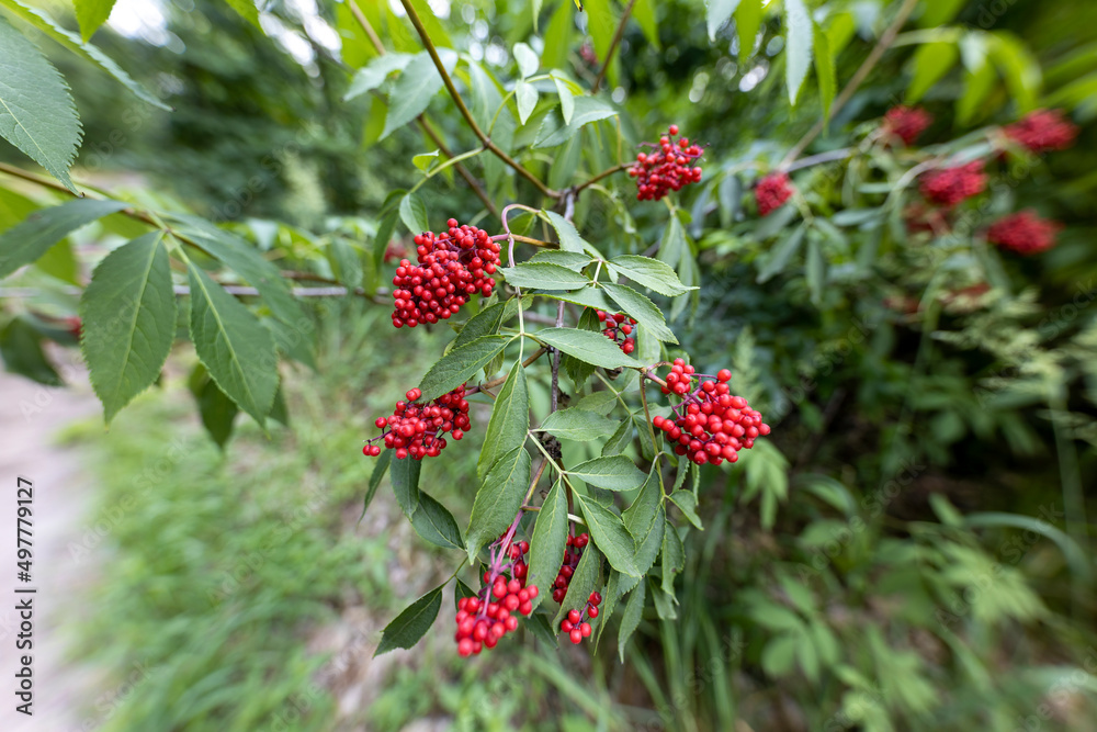 Wild red berry in the forest. Close-up view. Wild red berry in the forest. Close-up view.