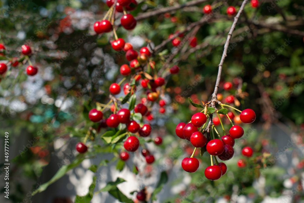 a lot of red cherries hanging on a tree in summer