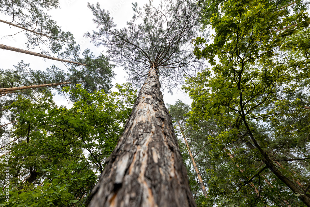 High crowns of trees in the forest against the sky High crowns of trees in the forest against the sky