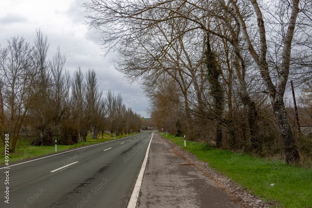 Fototapeta premium road in the forest