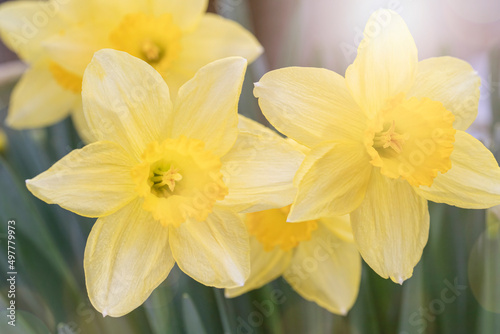 Fototapeta Naklejka Na Ścianę i Meble -  Daffodils blooming in a garden