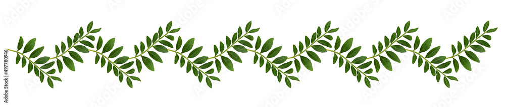 Twigs of pistachio with small green leaves in a floral line arrangement isolated