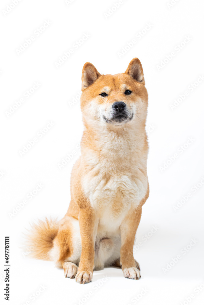 Red cute Shiba Inu dog sitting over white background