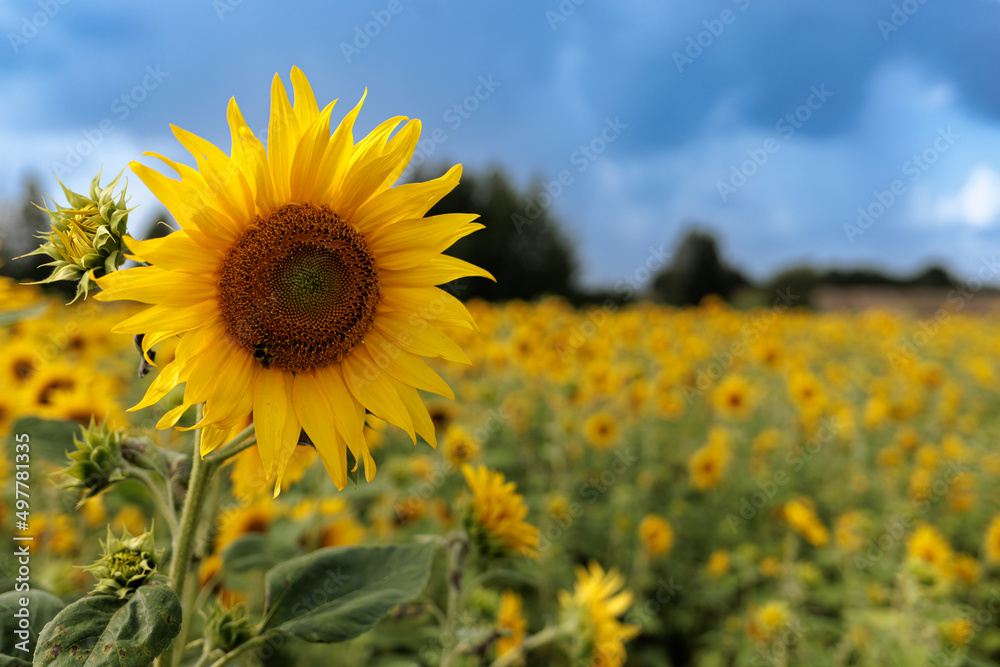 Sunflower in a sunflower field before a storm in summer Sunflower in a sunflower field before a storm in summer