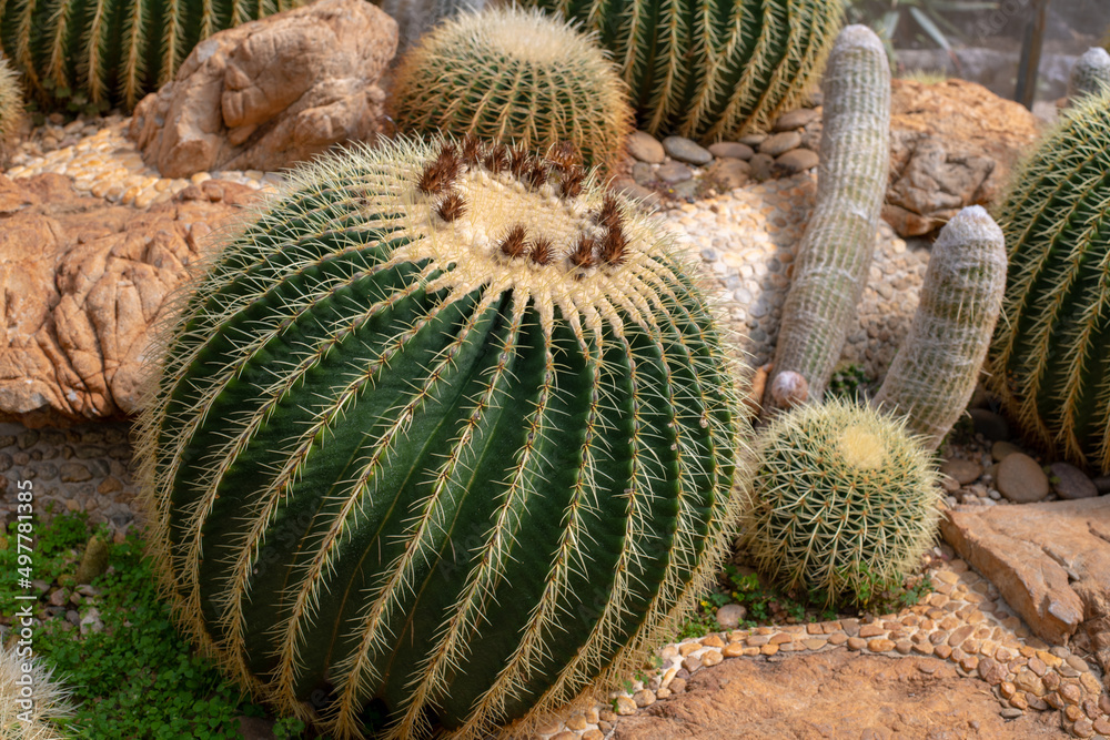Rock garden adorned with cactus Rock garden adorned with cactus
