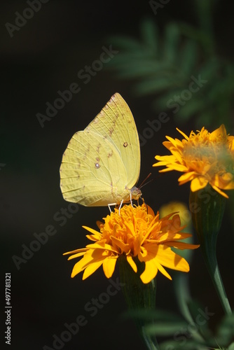 Close up Yellow butterflies with blooming tropical flowers