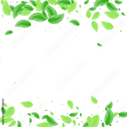 Light Green Greenery Background White Vector. Vegetation Summer Design. Eucalyptus Texture. Green Beauty Illustration. Foliage Falling.