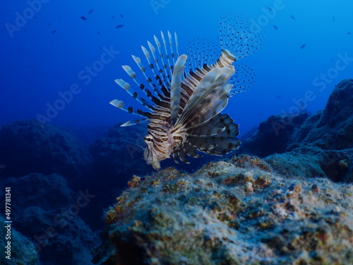 lionfish underwater invasive fish underwater mediterranean sea ocean scenery