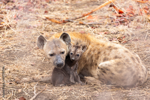 Hyena cub cuddle up with it's mother