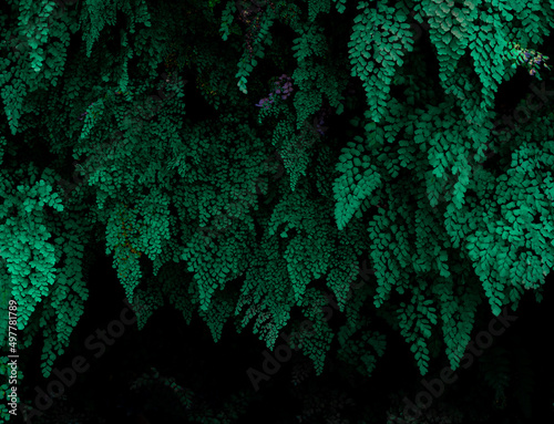 Jungle plants with dark background
