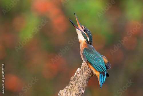 Fotografering Common kingfisher, alcedo atthis, calling on brach in summer nature