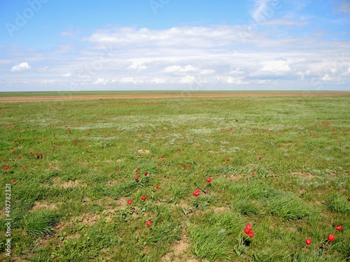 Flowering wild tulips in the steppe in spring