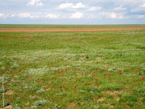 Flowering wild tulips in the steppe in spring