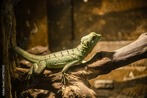 A lizard in a terrarium. The texture of the reptile's skin.