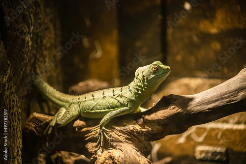 A lizard in a terrarium. The texture of the reptile s skin.